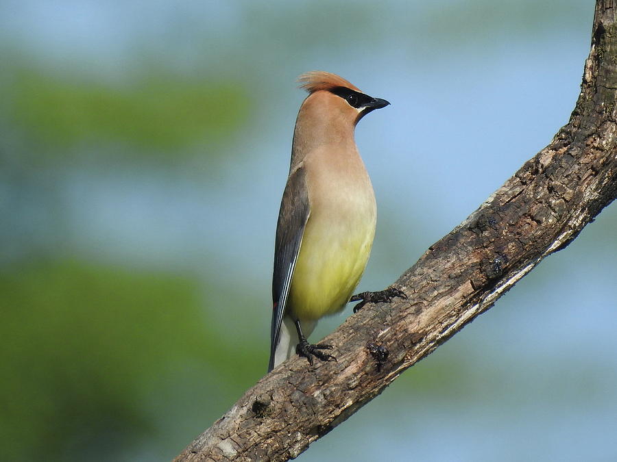 Cedar Waxwing 2 Photograph by Linda Stroud - Fine Art America