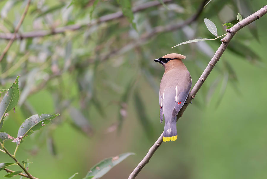 Cedar Waxwing 2019-1 Photograph by Thomas Young