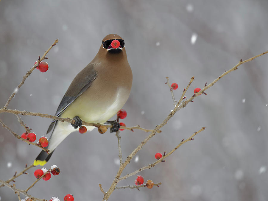 Cedar Waxwing And Winterberry Photograph by Scott Leslie
