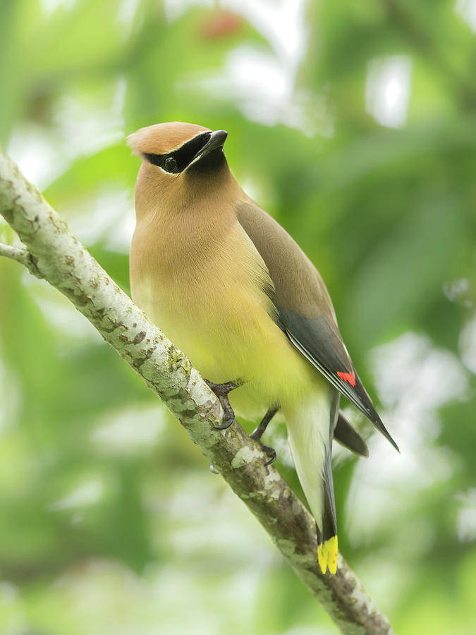 Cedar Waxwing Photograph by Angie Vogel