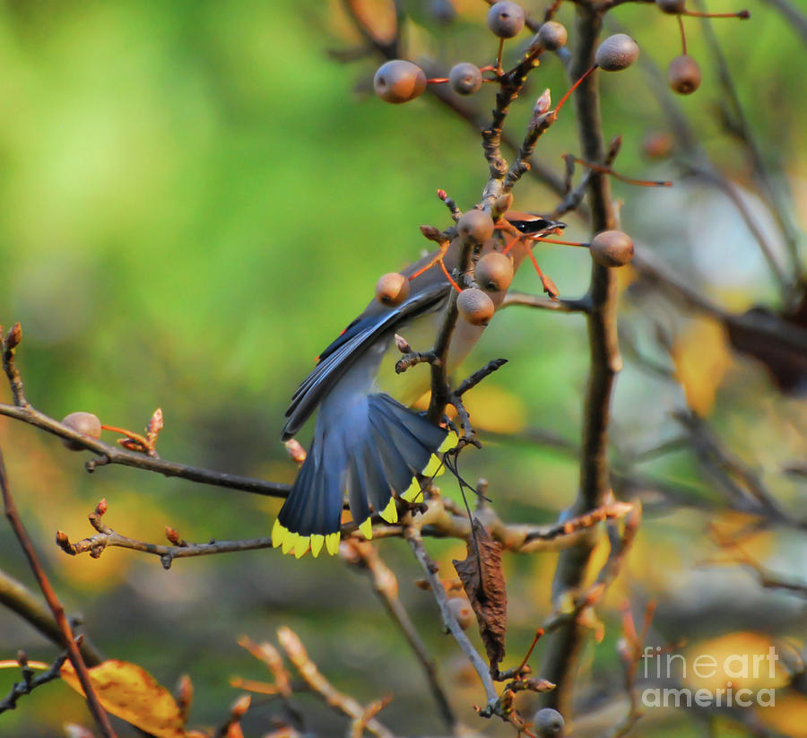 Cedar Waxwing Fans His Tail Photograph