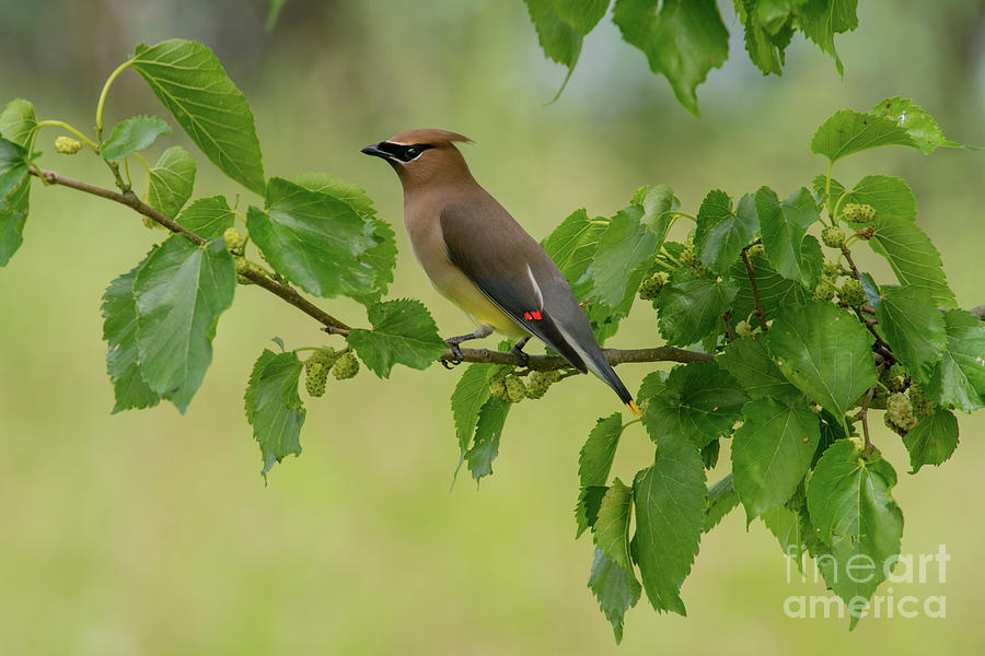 Cedar Waxwing In Mulberry Photograph