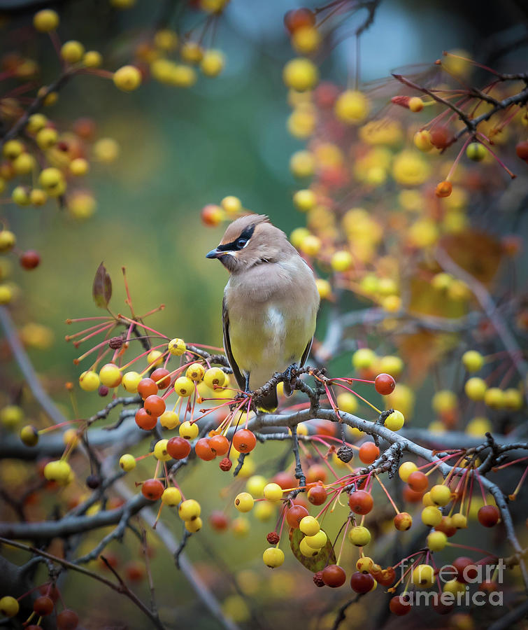 Cedar Waxwing Photograph by Inge Johnsson
