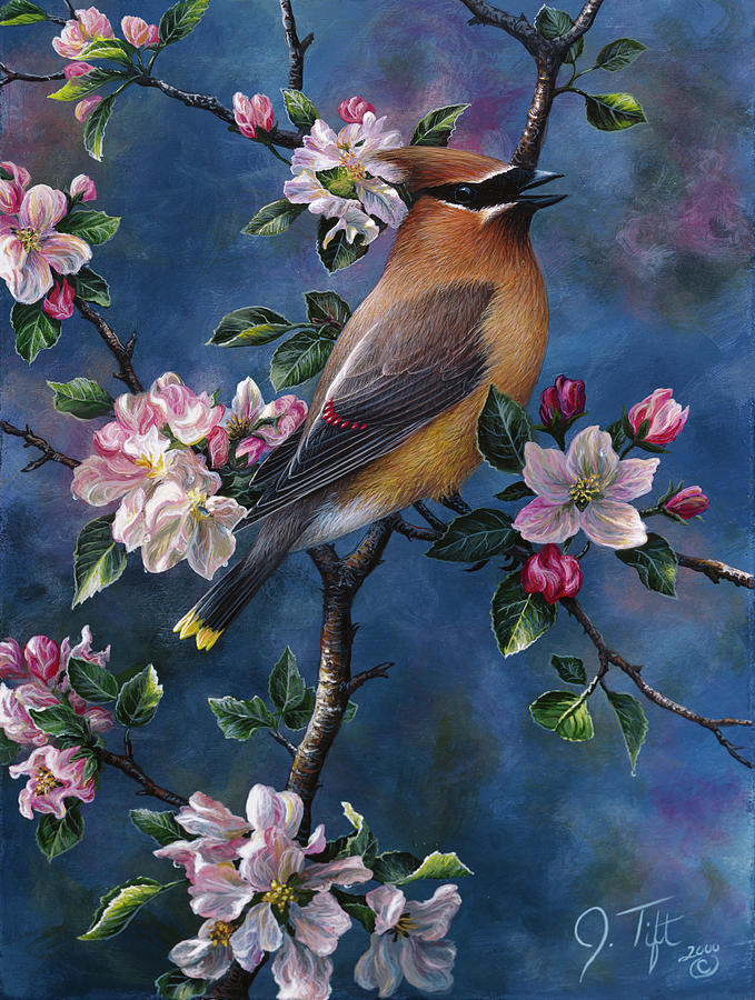 Cedar Waxwing Painting by Jeff Tift