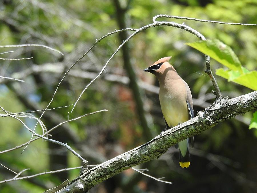 Cedar Waxwing Photograph by Kathy Ozzard Chism