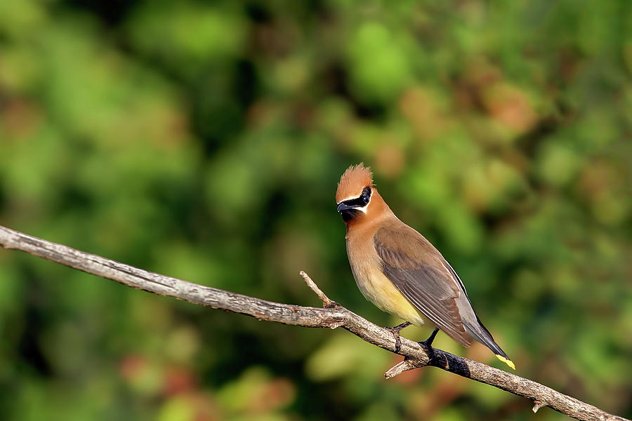 Cedar Waxwing Photograph by Ronnie And Frances Howard