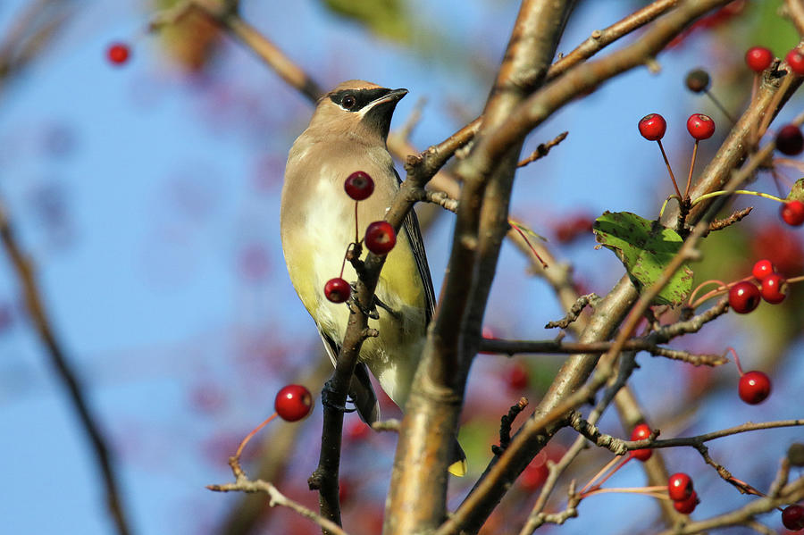 Cedar Waxwing With Berries 25 Photograph by Brook Burling