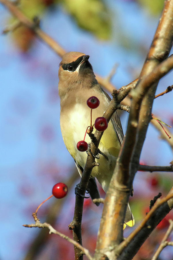 Cedar Waxwing With Berries 26 Photograph by Brook Burling