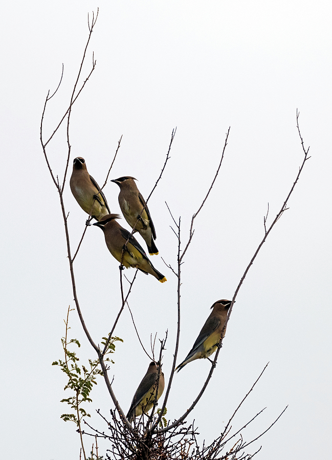 Cedar Waxwings on a Cloudy Day Photograph by Loree Johnson