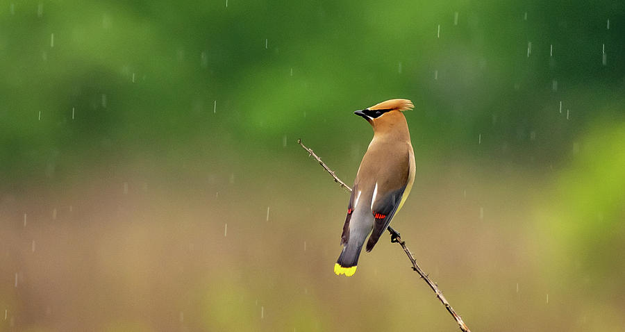 Cedar Waxwing in the Rain Photograph by Marcy Wielfaert