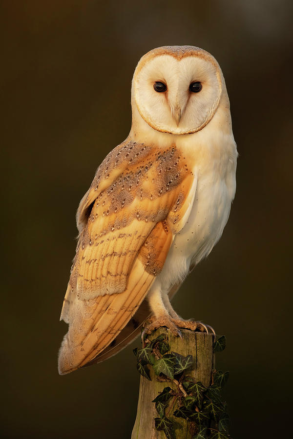 Cedric by Simon Litten Cedric by Simon Litten