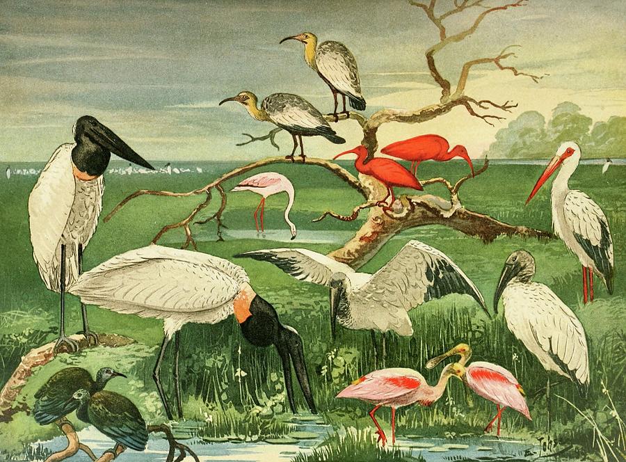 Bird Painting - Cegonhas, Guaras, Colhereira by Emil August Goldi