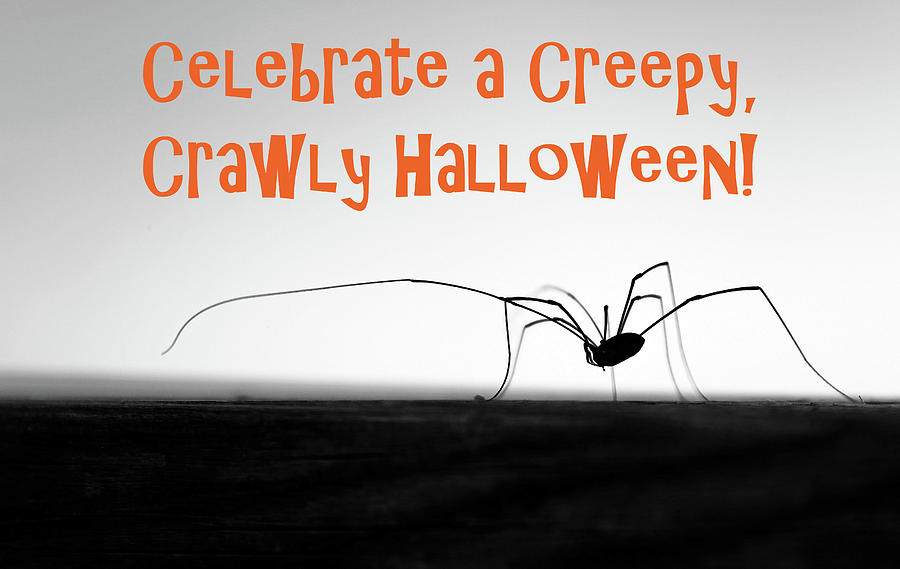 Celebrate A Creepy Crawly Halloween - Daddy Long Legs Photograph by Debbie Oppermann