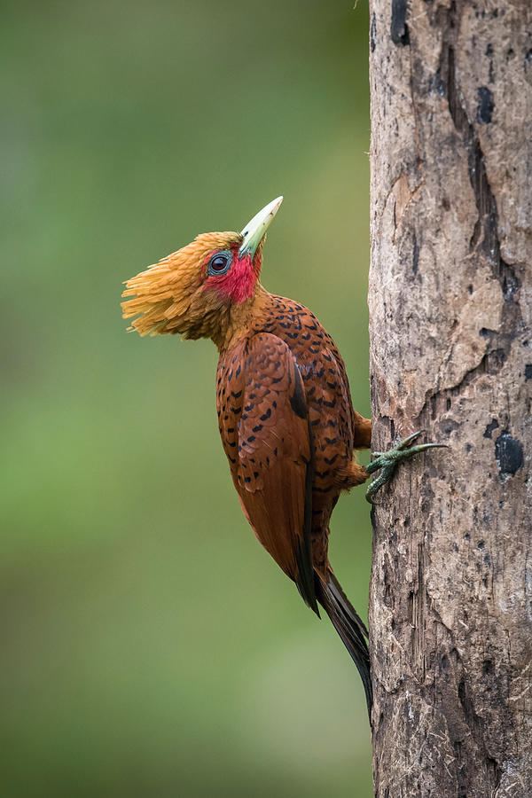 Woodpecker Photograph - Celeus Castaneus, Chestnut-colored Woodpecker by Petr Simon