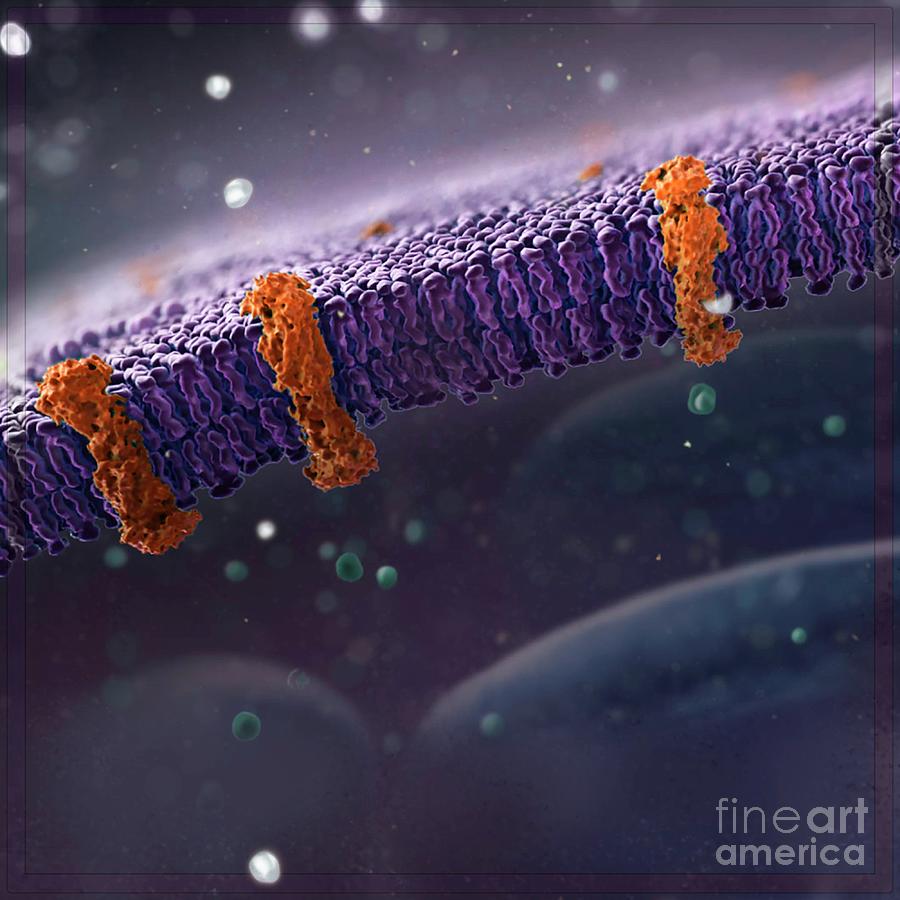 Cell Membrane by Singlecell Animation Llc/science Photo Library