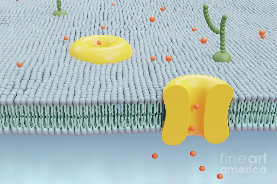 Biochemical Photograph - Cell Membrane by Steven Mcdowell/science Photo Library