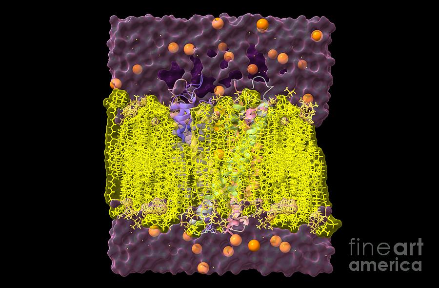 Membrane Photograph - Cell Membrane With Transport Protein by Dr. Victor Padilla-sanchez, Phd / Washington Metropolitan University/science Photo Library