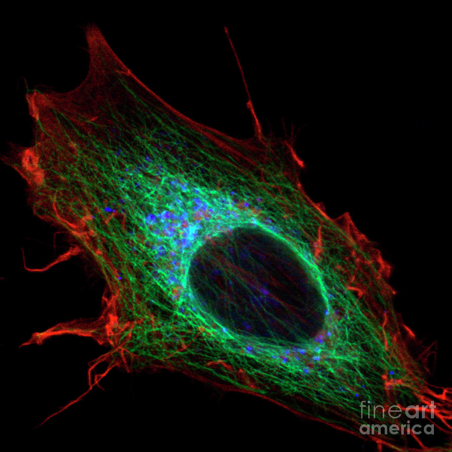 Cell Structure Photograph by Stefanie Reichelt/science Photo Library