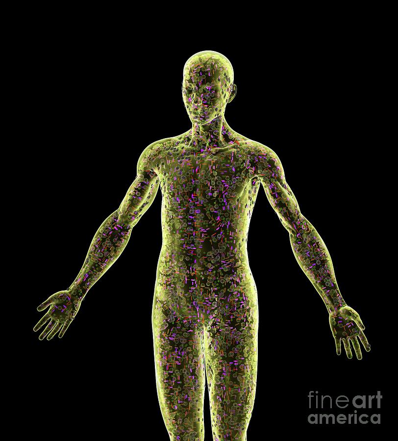 Cells In A Human Body Photograph by Ella Maru Studio/science Photo Library
