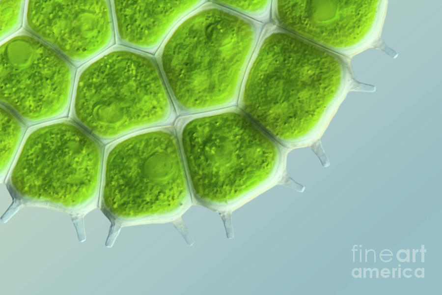 Cells Of Green Alga Photograph by Hakan Kvarnstrom / Science Photo ...