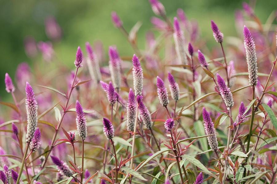 Celosia Spicata Photograph - Celosia Spicata by Maria Mosolova/science Photo Library Celosia Spicata Photograph - Celosia Spicata by Maria Mosolova/science Photo Library