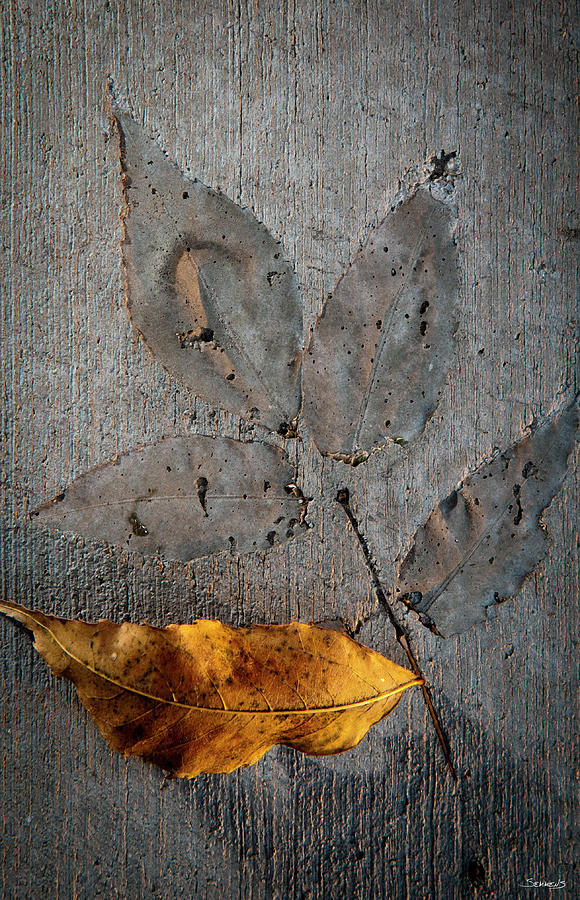 Cement Autumn 1295 Photograph by Gordon Semmens