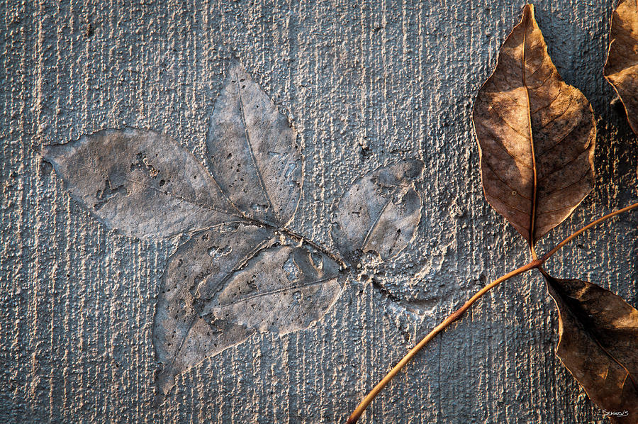 Cement Autumn 1309 Photograph by Gordon Semmens