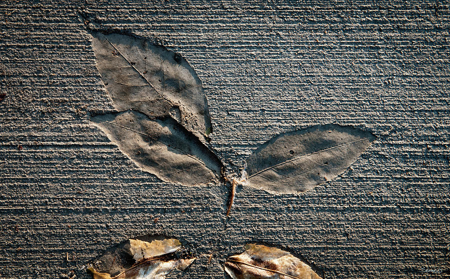Cement Autumn 1335 Photograph by Gordon Semmens