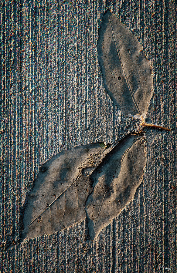 Cement Autumn 1336 Photograph by Gordon Semmens