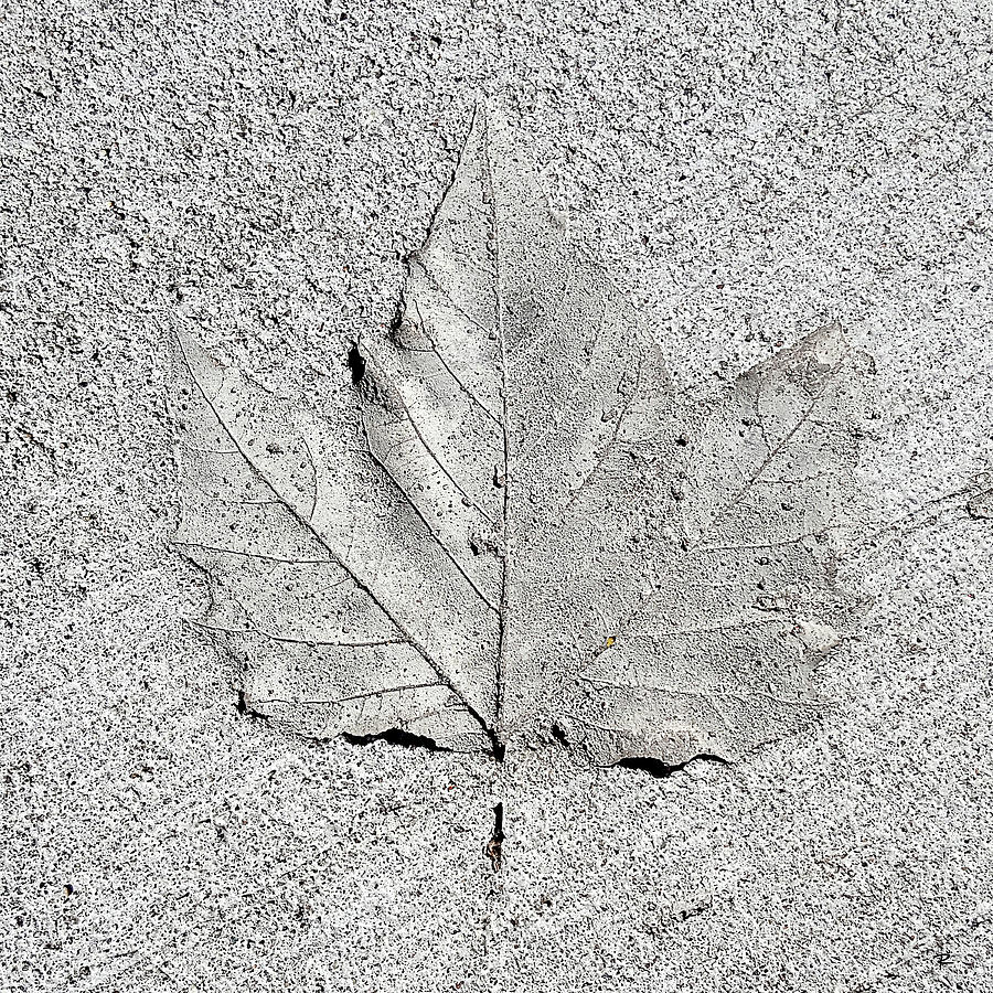 Cement Leaf Photograph by Tom Romeo