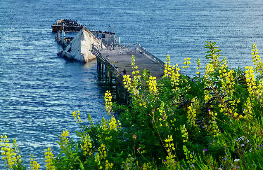 Cement Ship with Yellow Lupine  Photograph by Amelia Racca