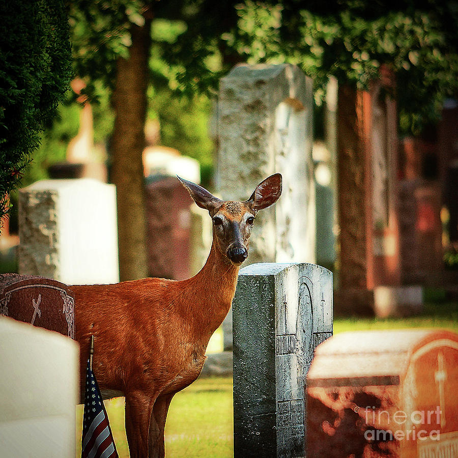 Cemetery Deer Photograph by Lenore Locken