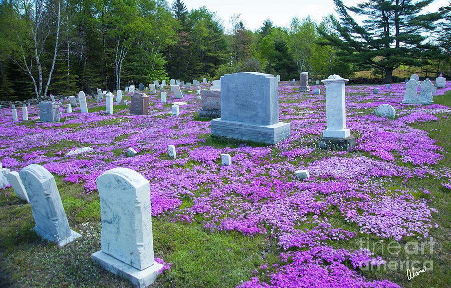 Cemetery Flowers Photograph