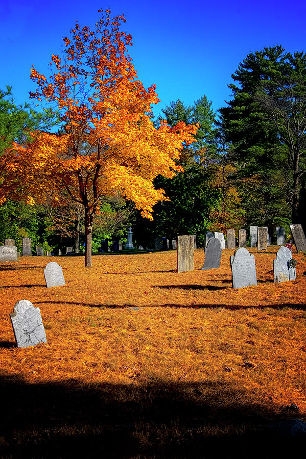 Cemetery Maple Photograph by Tom Singleton