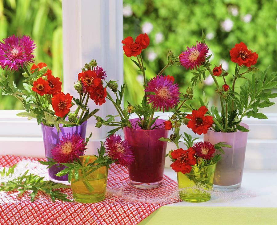 Centaurea And Geums In Glasses By Window Photograph by Friedrich Strauss