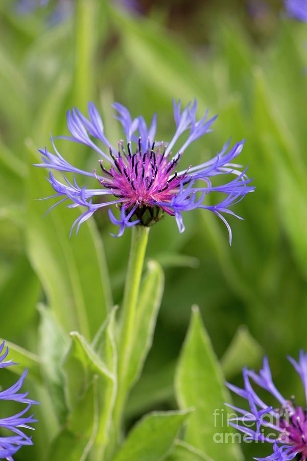 Centaurea Montana Photograph by Adrian Thomas/science Photo Library ...