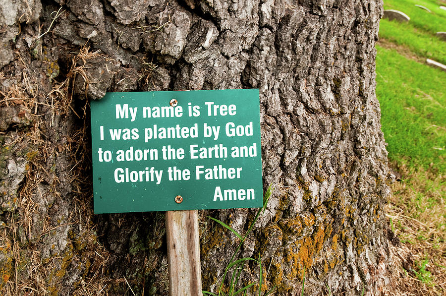 Centennial Oak - Salem Oak Tree Photograph by Louis Dallara