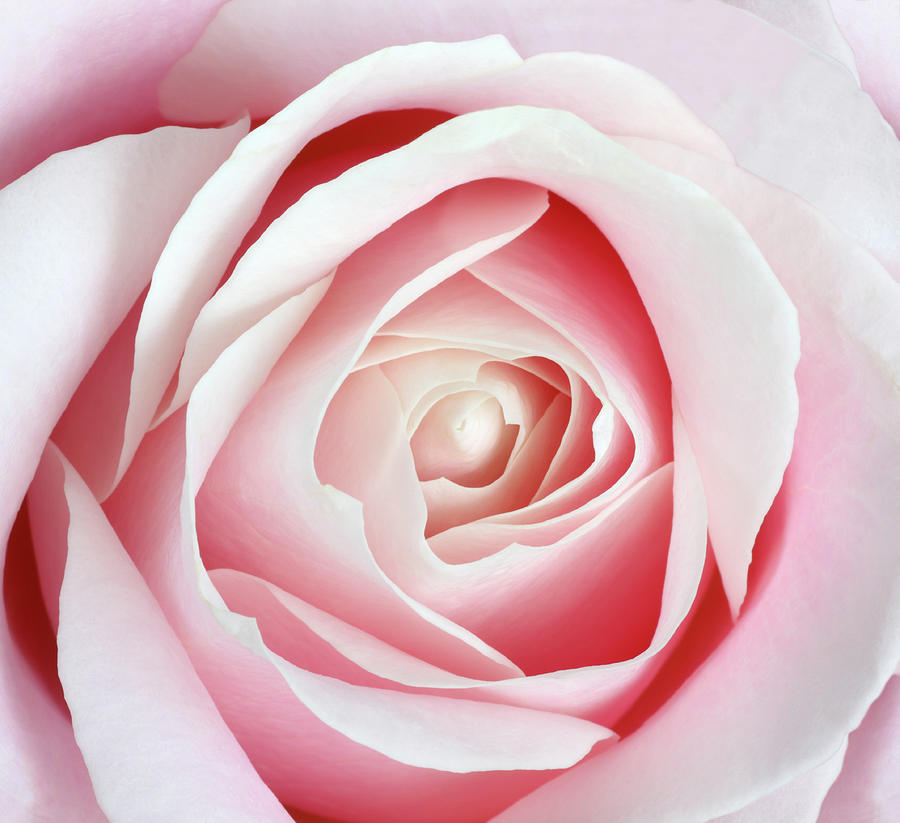 Center Of Pale Pink Rose In Close Up Photograph by Rosemary Calvert