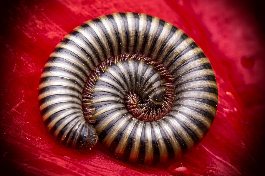 Centipede Photograph by Mustafa ztrk