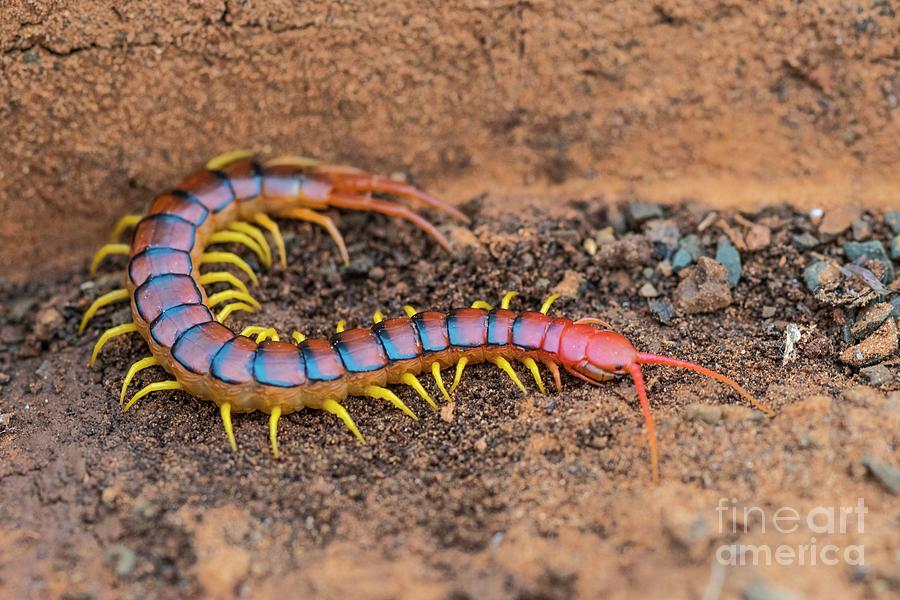 Centipede Photograph by Peter Chadwick/science Photo Library - Fine Art ...