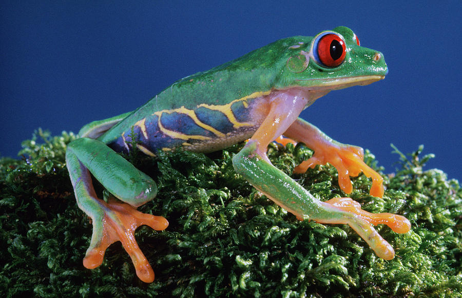 Central America, Red-eyed Tree Frog Photograph by Barry Mansell