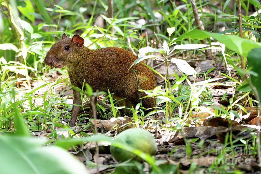 Central American Agouti Photograph by Photostock-israel/science Photo Library