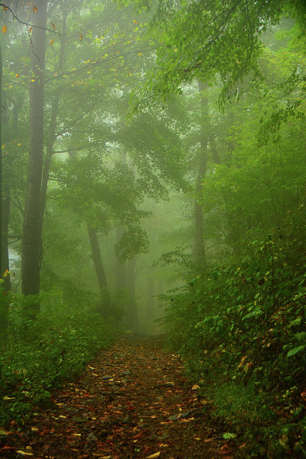Central District Shenandoah AT Fog 2 by Raymond Salani III Central District Shenandoah AT Fog 2 by Raymond Salani III
