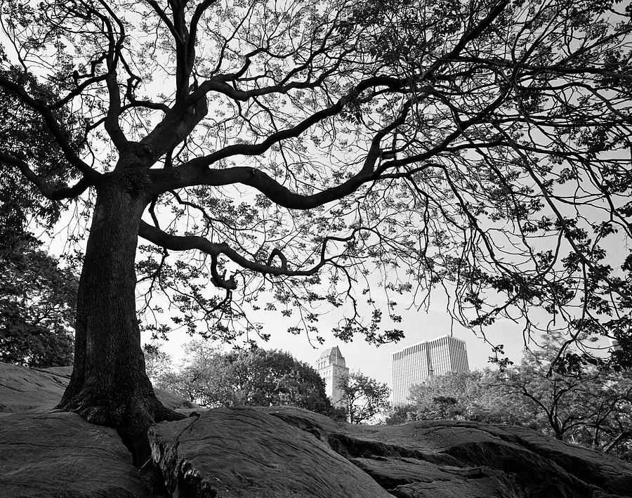 Central Park #1, New York, New York 05 Photograph by Monte Nagler - Pixels