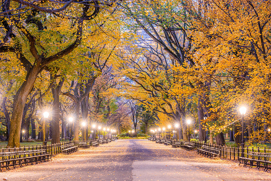 Central Park At The Mall In New York Photograph By Sean Pavone - Fine 