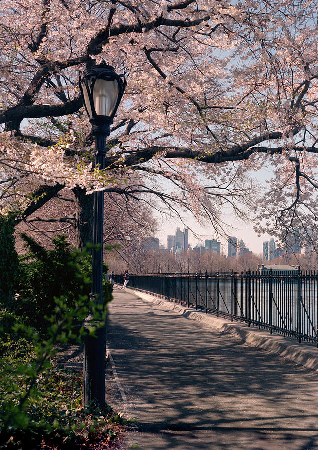 Central Park Cherry Blossoms , New York City Photograph by Leo Bruce