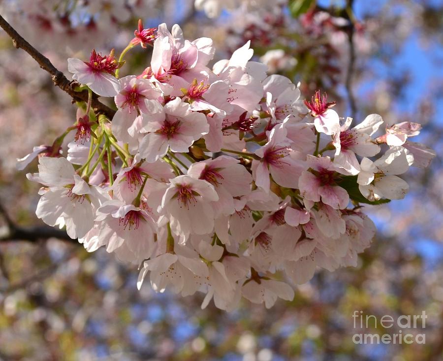 Central Park In Spring - Cherry Blossoms 2 Photograph