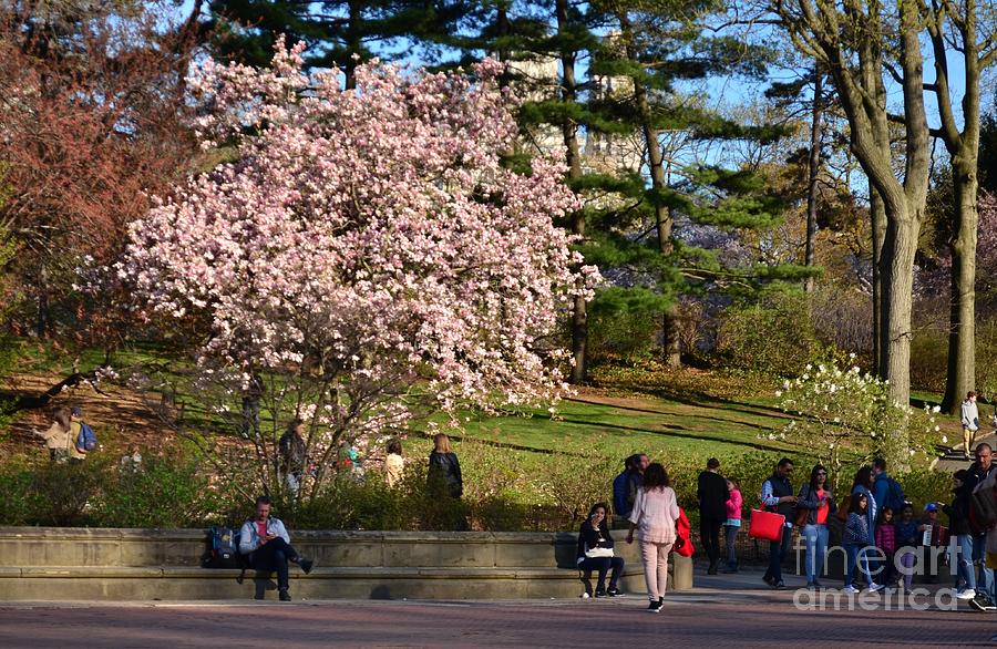 Central Park In Spring - Gathering On The Terrace Photograph