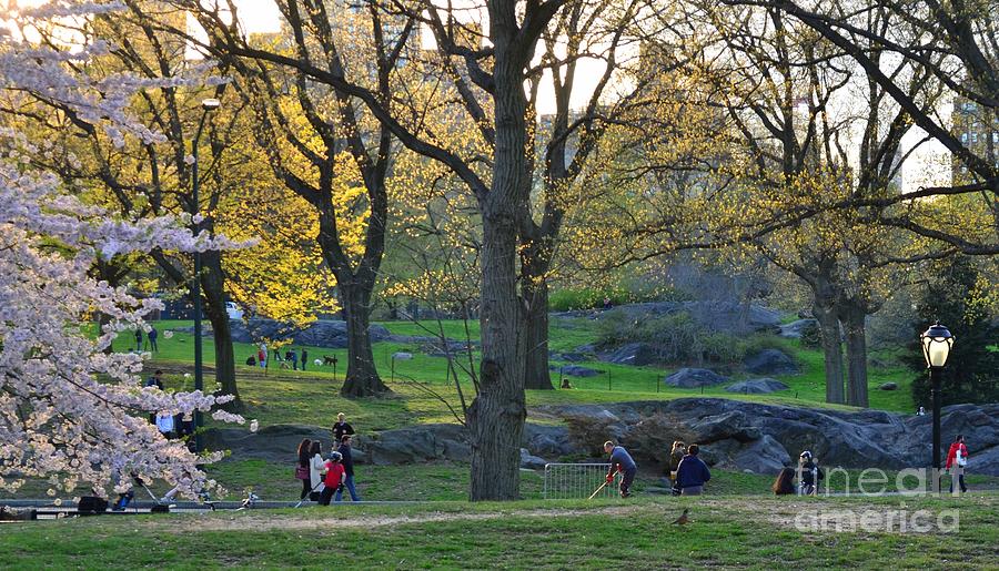 Central Park In Spring - Just Before Sunset Photograph