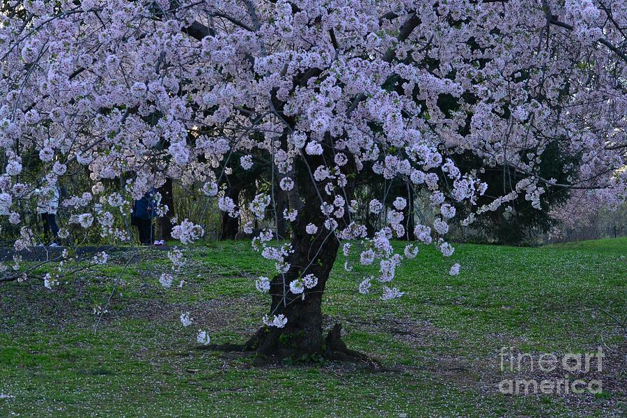 Central Park in Spring - Lavender at Twilight - Cherry Blossoms Photograph by Miriam Danar